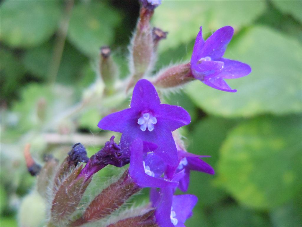 Anchusa hybrida